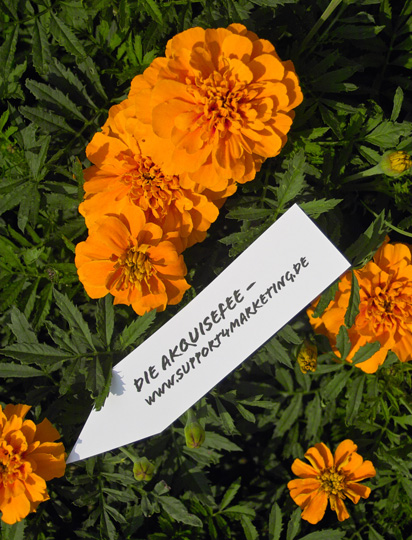 corporate flower | nico friedrichs-neumann corporate flower | nico friedrichs-neumann